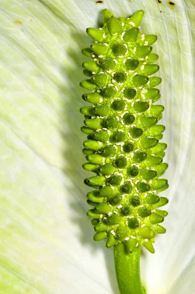 stock image Peace lily