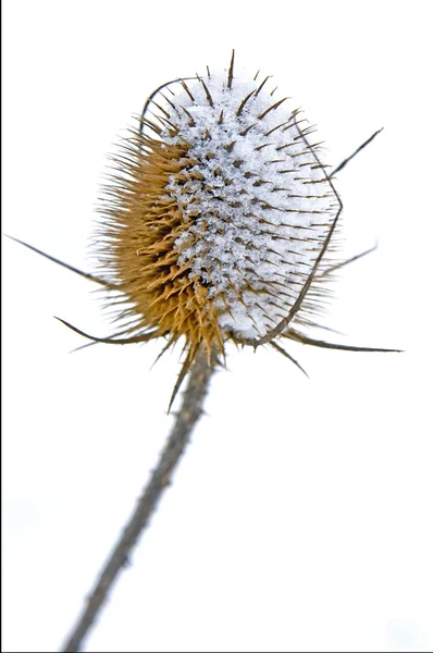 Teasel με χιόνι καπέλο — Φωτογραφία Αρχείου