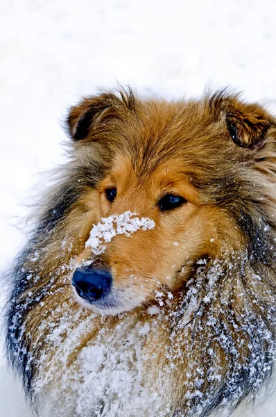 Collie cão na neve — Fotografia de Stock