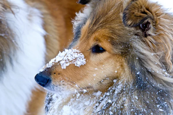 Collie cão na neve — Fotografia de Stock