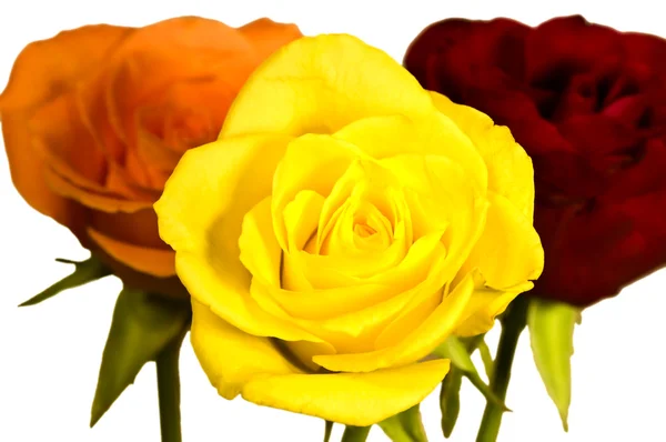 Roses in three colors — Stock Photo, Image