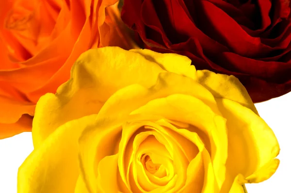 Roses in three colors — Stock Photo, Image