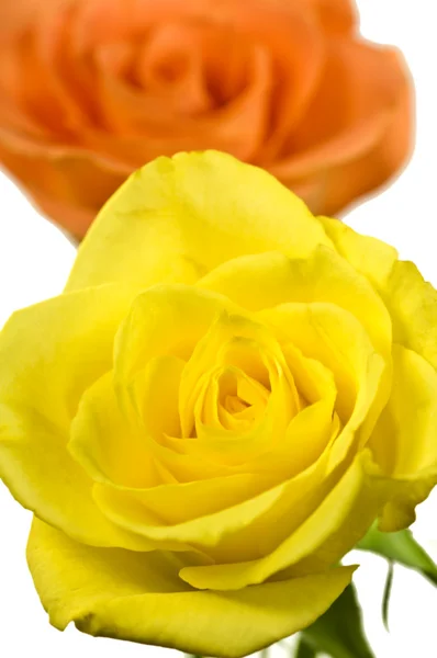 Roses in yellow and orange — Stock Photo, Image