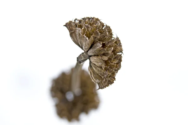 Seed head in snow — Stock Photo, Image