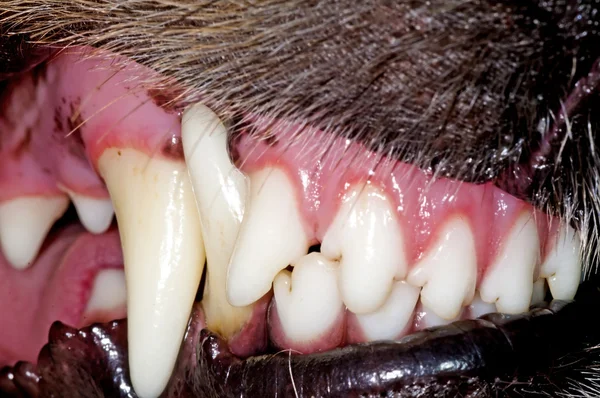 개의 이빨 — 스톡 사진