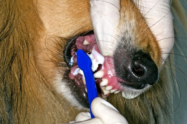 Dog teeth — Stock Photo, Image