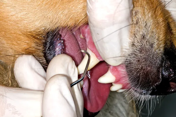 Hund tänder bort tand sten — Stockfoto