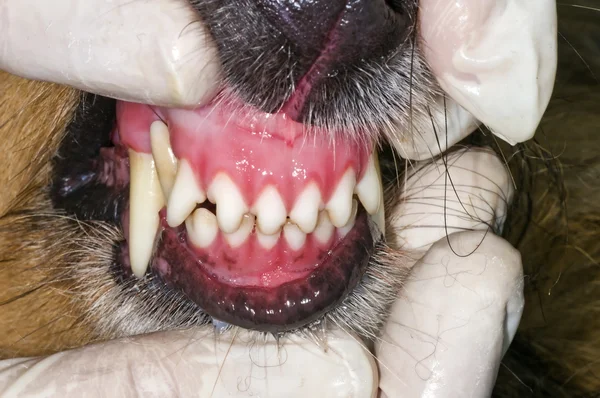 Exame de dentes de cão — Fotografia de Stock