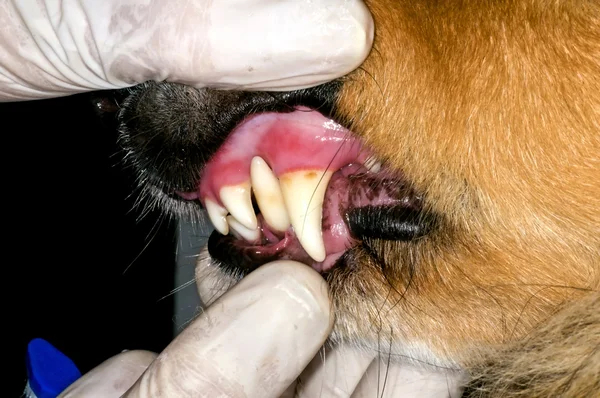 犬の歯の検査 — ストック写真
