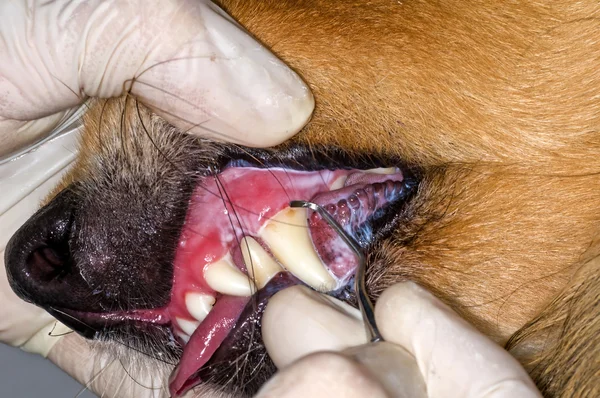 Hund tänder bort tand sten — Stockfoto