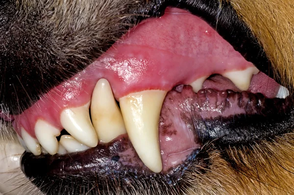 Dog teeth — Stock Photo, Image