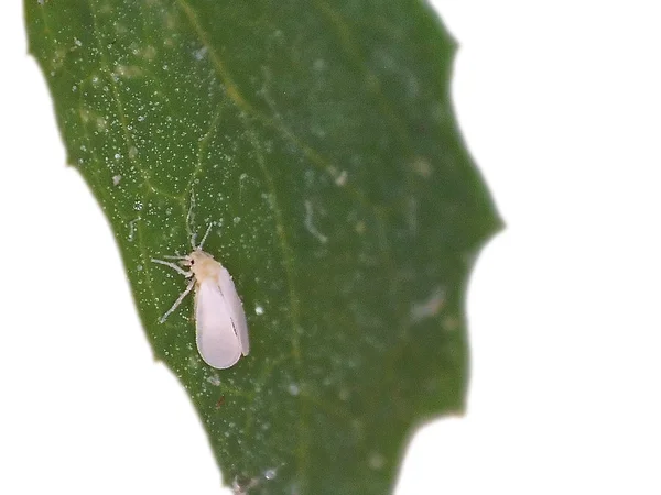 Skleníkových whitefly — Stock fotografie