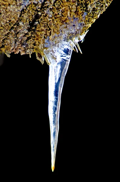 Icicle on a branch — Stock Photo, Image