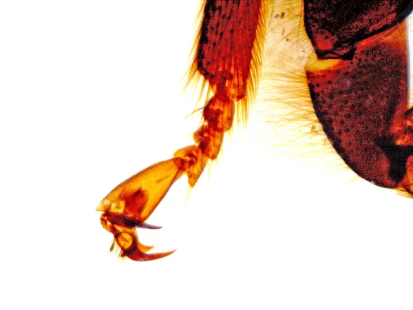 Vista microscópica de una pierna de una abeja —  Fotos de Stock