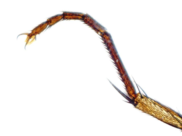Bir sineğin bir bacağımı mikroskobik görünümü — Stok fotoğraf
