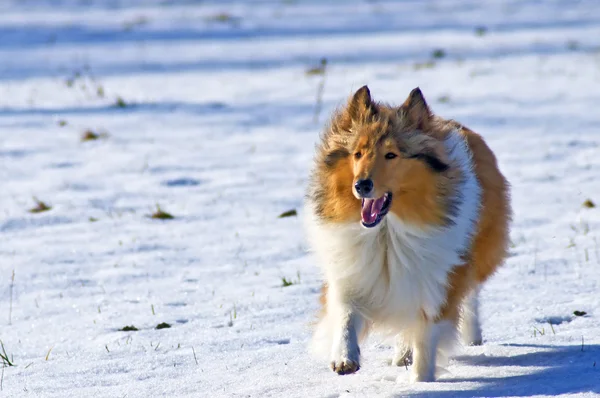 Коллі собака в снігу — стокове фото