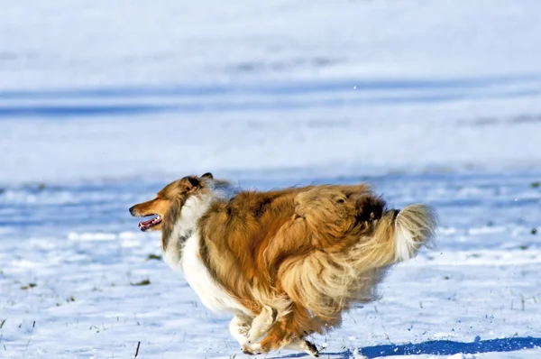 Ποιμενικού σκύλου σκύλο στο χιόνι — Φωτογραφία Αρχείου