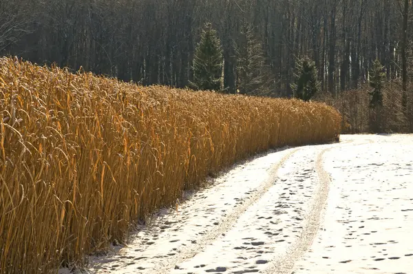 Miscanthus, changer d'herbe en hiver — Photo