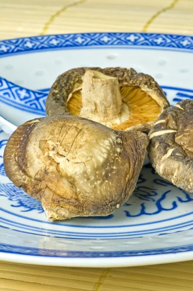 Shiitake mushroom — Stock Photo, Image