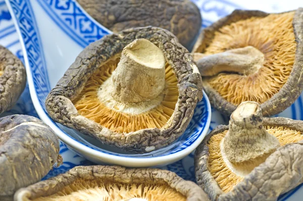 Shiitake champignon - Stock-foto