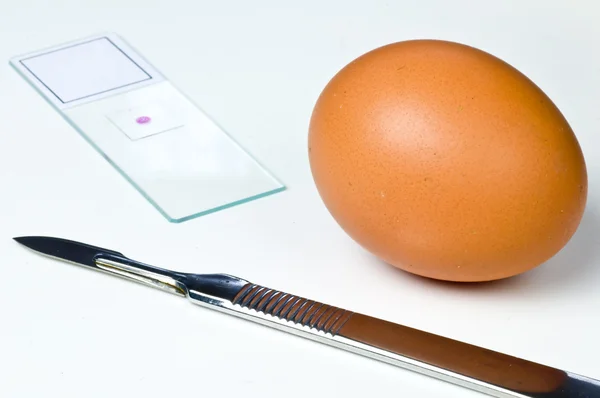 Untersuchung von Eiern — Stockfoto