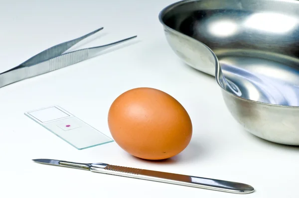 계란의 시험 — 스톡 사진