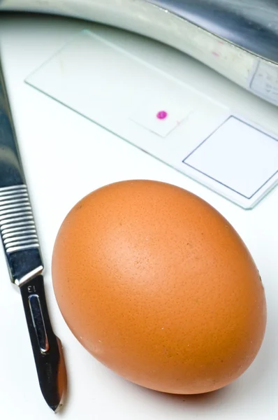Examination of eggs — Stock Photo, Image