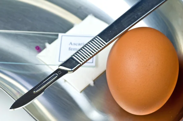 Examination of eggs — Stock Photo, Image