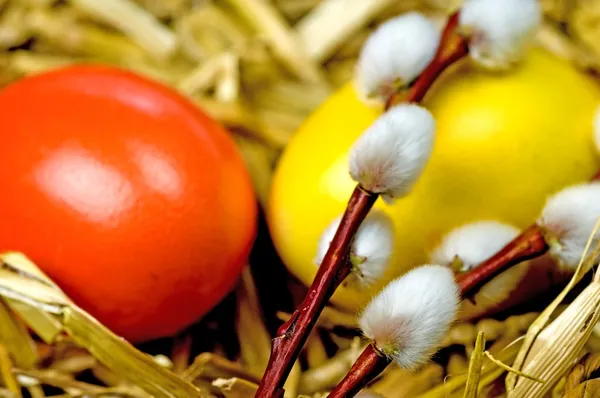 Catkin와 페인트 계란 부활절 바구니 — 스톡 사진