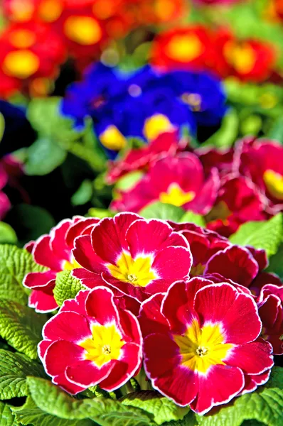 Primeln mit vielen bunten Blüten — Stockfoto