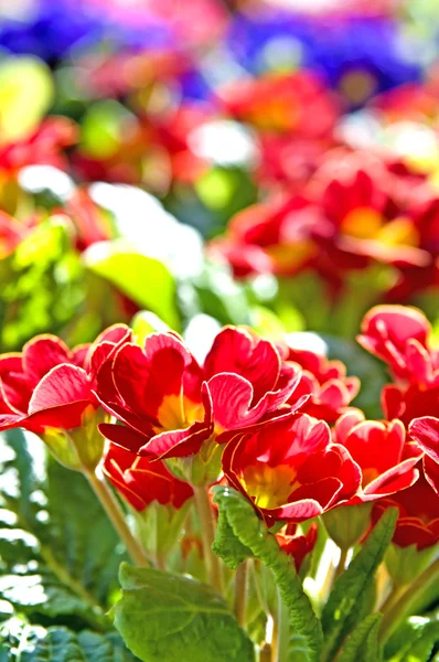 Primeln mit vielen bunten Blüten — Stockfoto