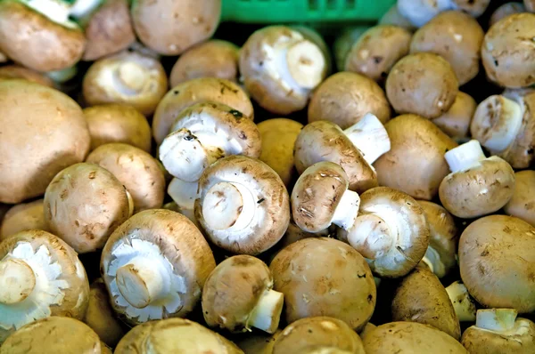 Button mushroom — Stock Photo, Image