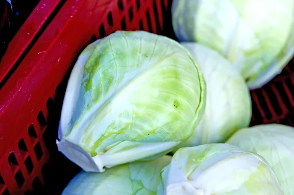 Col rizada blanca en un mercado de agricultores —  Fotos de Stock