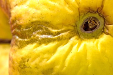 solucan deliği ile elma