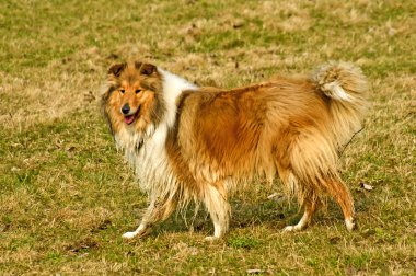 Collie köpek