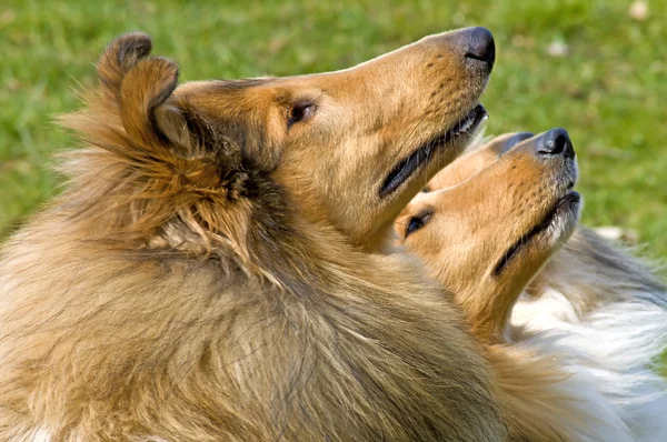 Amerikanska collie hundar — Stockfoto