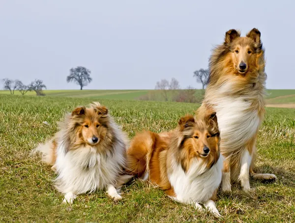 Collie hundar — Stockfoto