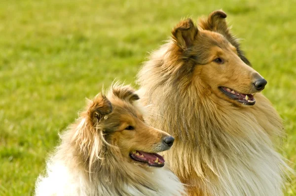 American collie dogs — Stock Photo, Image