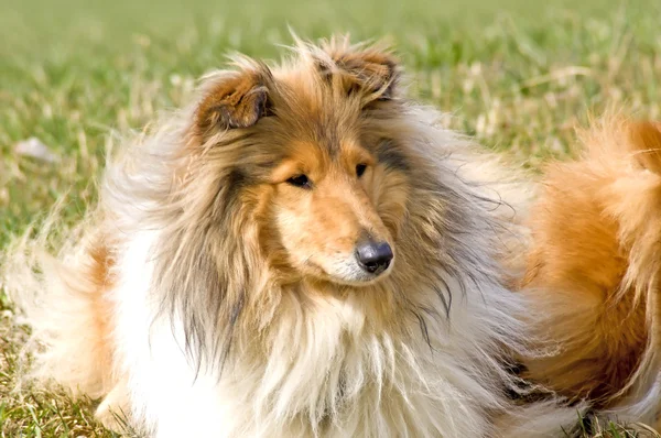 Collie — Stockfoto