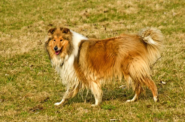 Collie Hund — Stockfoto