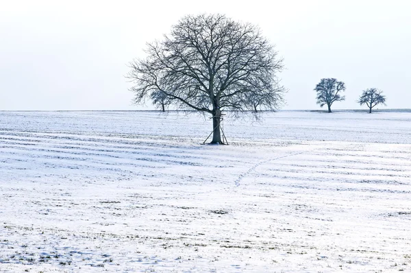 Trees in snow — Stock Photo, Image