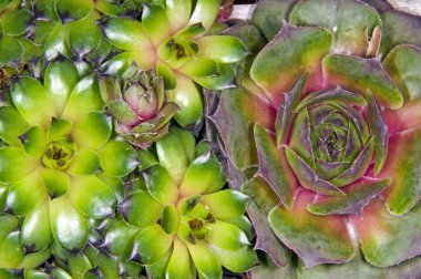 Houseleeks