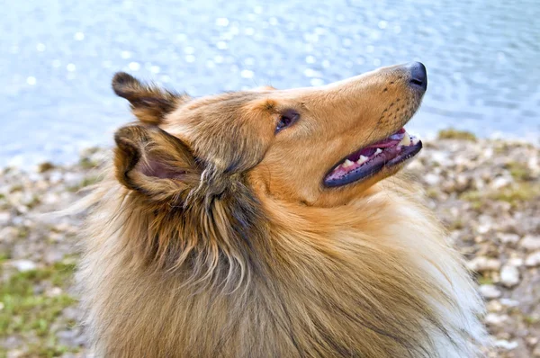 Collie... — Fotografia de Stock