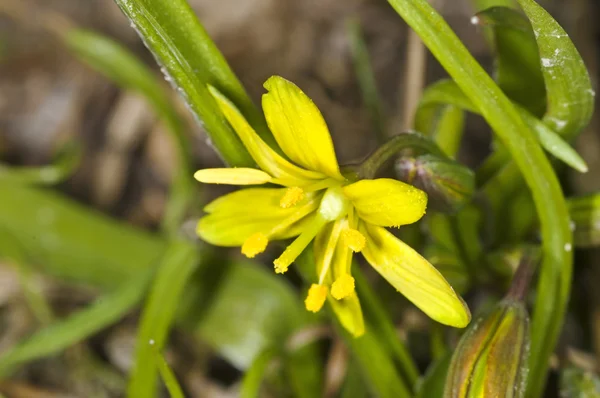 Gagea lutea, Yellow Star — Stock Photo, Image