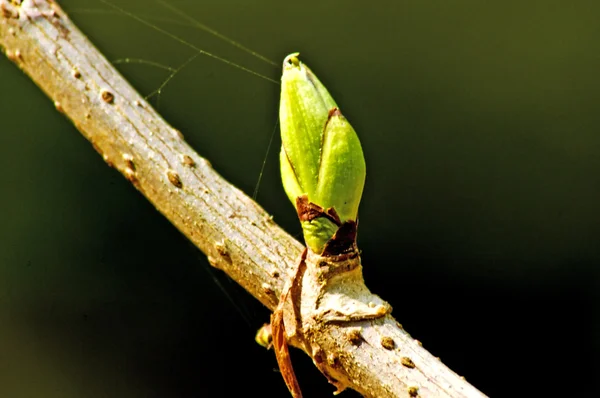 Tree bud — Stock Photo, Image