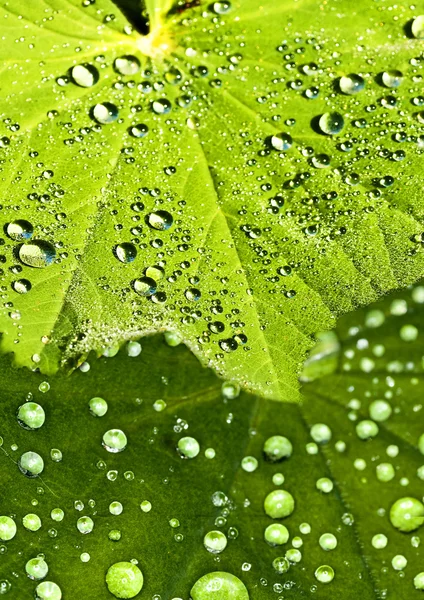 Lady s mantle with dew drops — Stock Photo, Image