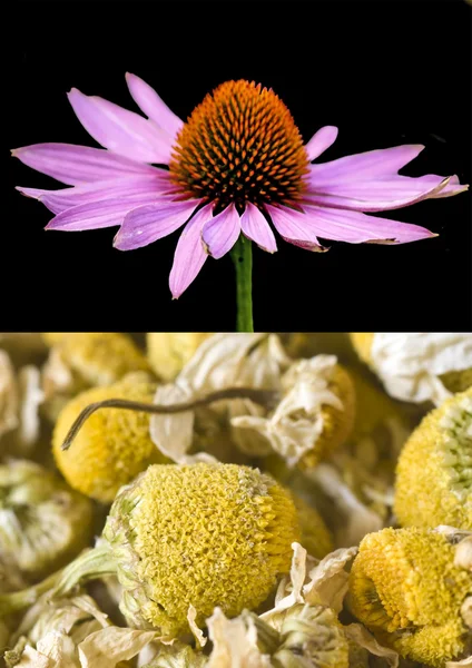 Cono flor y manzanilla — Foto de Stock