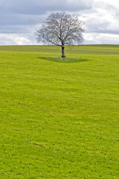 Zöld rét, a fa és a felhők — Stock Fotó