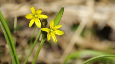 Gagea lutea