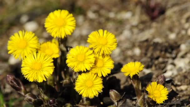 Coltsfoot — Vídeo de Stock